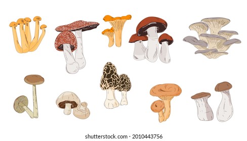 mushrooms vector, set of vector mushrooms 