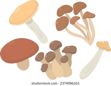 Mushrooms vector set. Fungus set. Autumn veggies 