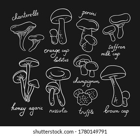 Mushrooms vector set. Hand drawn white outline mushroom collection on dark background