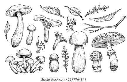Mushrooms vector set. Hand drawn vector illustration of fungus in black and white colors. Drawing of boletus and fly agaric in line art style. Sketch of forest porcini and champignons group.