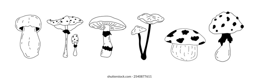 Mushrooms vector set. Hand drawn vector illustration of fungus in black and white colors. Drawing of boletus and fly agaric in line art style. Sketch of forest porcini and champignons group.