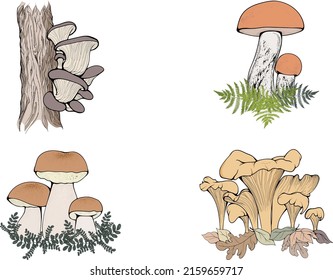 Mushrooms vector set. Vector illustrations set with oyster mushrooms, chanterelle, boletus and white mushrooms