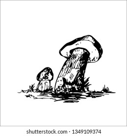mushrooms vector sketch