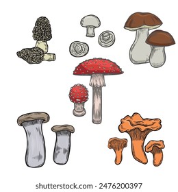 Mushrooms vintage line drawing illustration collection.