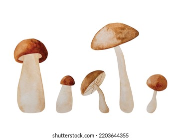 Mushrooms watercolor vector illustration. Fall forest edible boletus in aquarelle design