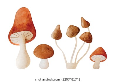 Mushrooms watercolor vector set illustration. Fall forest boletus collection in aquarelle design