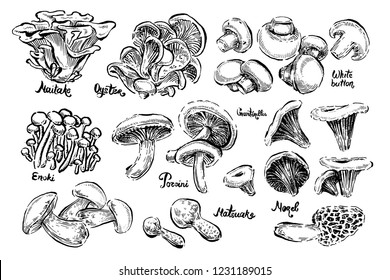 Mushrooms. White button, Morel, Champignon, Chanterelle, Oyster mushrooms, Porcini, Maitake, Enoki, Matsuake. Vintage. Vector illustration