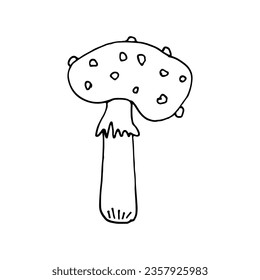 Mushrooms of wildlife, spore organism.  Fly agaric. Mycology. Mystical mushrooms. Doodle. Hand drawn. Vector illustration. Outline.