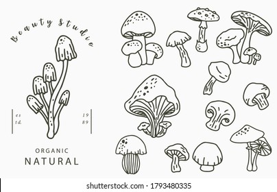 mushroon collection logo with shimeji,shiitake.Vector illustration for icon,logo,sticker,printable and tattoo