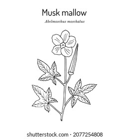 Mallow de seta (abelmoschus moschatus), planta medicinal. Ilustración de vector botánico dibujada a mano