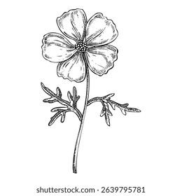 Musk mallow flower sketch. Hand-drawn botanical illustration. Aromatic ingredients, perfumery, and organic cosmetics logo design. NOT AI generated