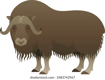 Musk ox with horns realistic vector illustration. Muskox color graphic isolated on white background. Hoofed mammal and Arctic animal.