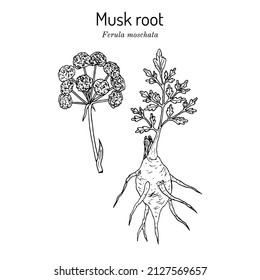 Musk root or sumbul (Ferula moschata), medicinal plant. Hand drawn botanical vector illustration