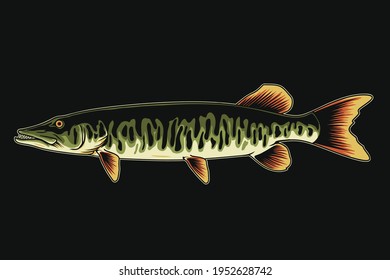 Muskellunge Fish Design Illustration, can be used for mascot, logo, apparel and more.Editable Design