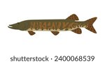 muskellunge long fish wild nature freshwater aquaculture predator animal with spotted skin