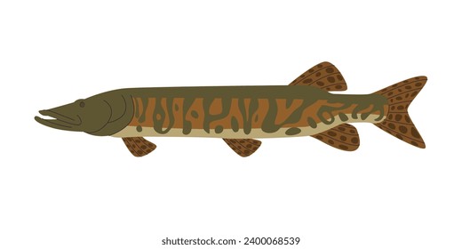 muskellunge pez largo naturaleza silvestre agua dulce animal depredador de acuicultura con piel manchada