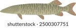 Muskellunge, muskie, musky, ski realistic illustration. Large freshwater predatory fish isolated on white background. Aquatic animal of North America.