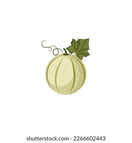 Muskmelon. Muskmelon fruit flat, Melon with the texture. Vector illustration isolated on white background. For template label, packing, web, menu, logo, textile, icon