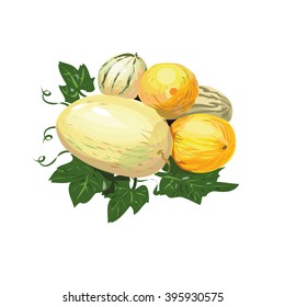 Muskmelon vector illustration
