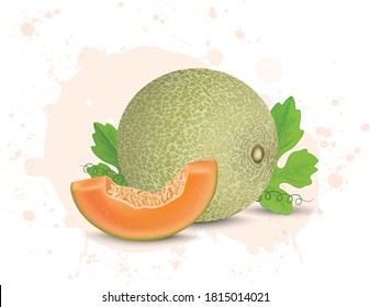 muskmelon vector illustration with muskmelon slice