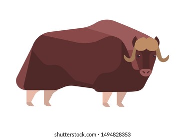 Musk-ox flat vector illustration. Norway wildlife representative. Powerful Ovibos moschatus isolated on white background. Arctic hoofed mammal, dovrefjell clipart. Wild animal with thick brown coat.