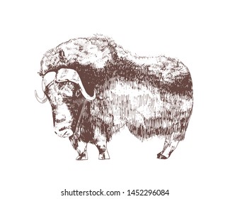 Muskox hand drawn with contour lines on white background. Monochrome sketch drawing of herbivorous hoofed bovine animal, wild forest bovid. Elegant vector illustration in vintage etching style.