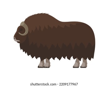 Muskox with thick fur. Vector illustration of a brown muskox with horns and thick fur isolated on white. Flat design, side view.