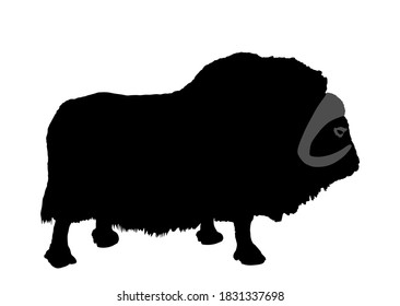 Muskox vector silhouette illustration isolated on white background. Musk ox beef. Powerful arctic animal symbol.