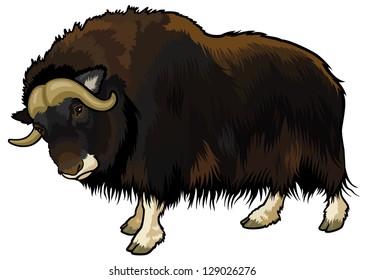 muskox,ovibos moschatus,animal of arctic,side view picture isolated on white background