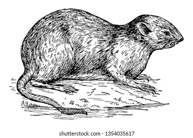 Muskrat is a medium sized semiaquatic rodent native to North America vintage line drawing or engraving illustration.