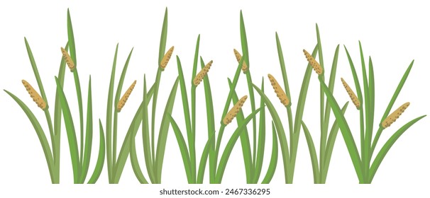 muskrat root, Acorus calamus, vector drawing wild plants at white background, floral border, hand drawn botanical illustration