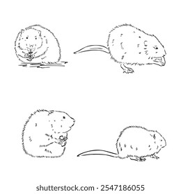 rata almizclera, croquis de Vector. Ratones de campo aislados sobre fondo blanco.