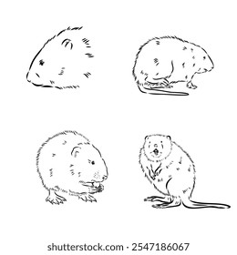 muskrat, vector sketch. Field mice isolated on white background.