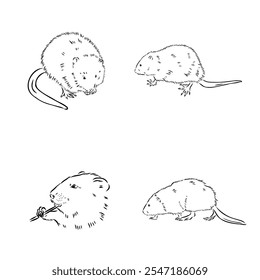 muskrat, vector sketch. Field mice isolated on white background.