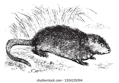 Muskrat, vintage engraved illustration. From Zoology Elements from Paul Gervais.
