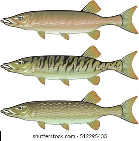 Musky Tiger musky y Northern Pike vectorial ilustración de los peces depredadores