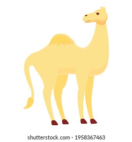 Icono musulmán de camello. Caricatura del ícono del vector de camellos musulmanes para el diseño web aislado en fondo blanco