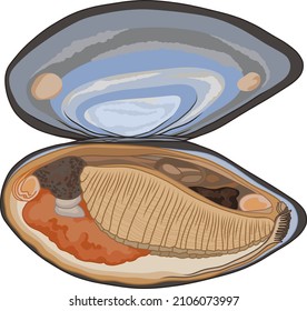 Mussel anatomy colored vector illustration isolated on white. Bivalve mollusk dissection in zoology practical lessons. 