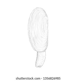 Mussel illustration, hand drawn vector