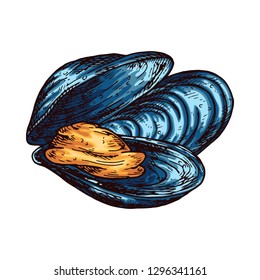 Mussel isolated vector color sketch icon.