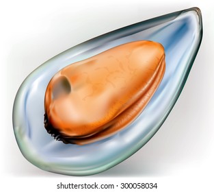 mussel on a open shells on white background