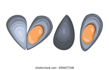 Mussel on white background, seafood. Vector illustration.