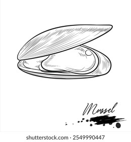 Mexilhão, esboço de animal marinho realista, ilustração vetorial