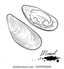 Mussel, realistic sea animal sketch, vector illustration