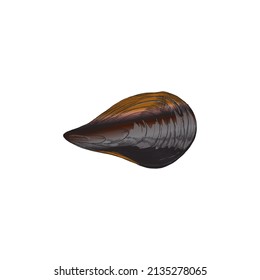 Muschel-Muschel-VentilDraufsicht, handgezeichnete Skizze, Vektorgrafik einzeln auf weißem Hintergrund. Mussel braune Muschelkochzutat und Symbol für Meeresfrüchte.