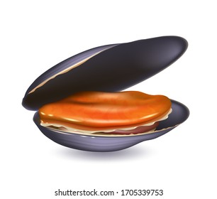 Mussels cooked with open shell. Realistic vector illustration isolated on a white background. Seafood product and healthy nutrition.