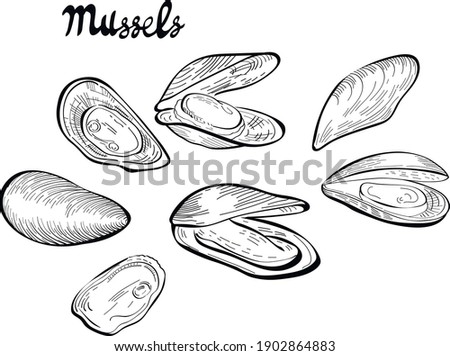 mussels food, hand drawn vector illustration and lettering isolated on white background. Concept for logo, menu, cards print 