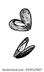 Mussels hand drawn sketch, vector illustration