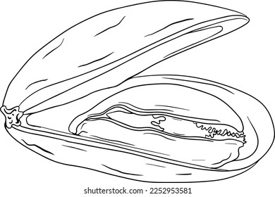 Mussels. Hand drawn underwater creatures. Vector sea life, seafood. Coloring pages with marine animals
