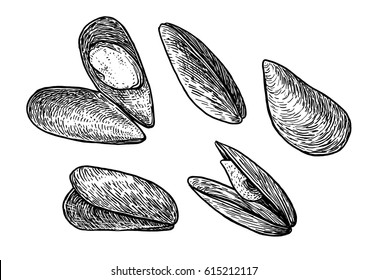 Mussels illustration, drawing, engraving, ink, line art, vector